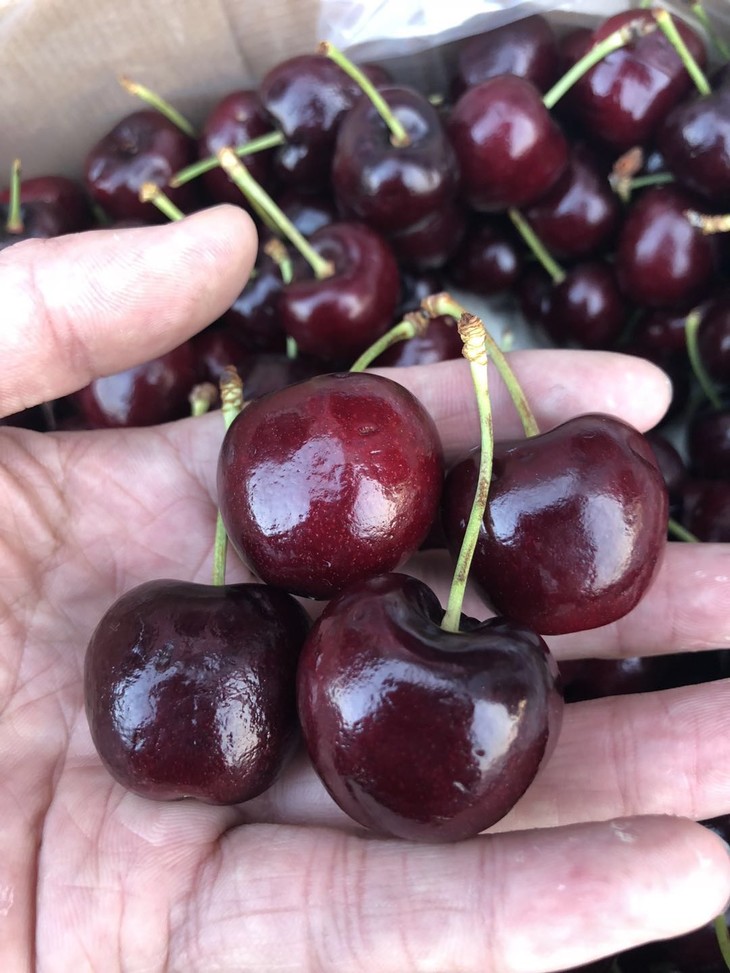 美国空运车厘子 新鲜水果进口大樱桃 2斤装