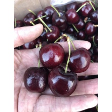 进口 新鲜水果 车厘子1000g