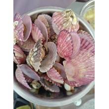 半壳扇贝 扇贝肉 1000g/新鲜扇贝冷冻烧烤海鲜